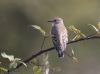 Spotted Flycatcher at Gunners Park (Jeff Delve) (40769 bytes)
