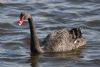 Black Swan at Gunners Park (Gordon Appleton) (68807 bytes)