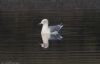 Yellow-legged Gull at Hullbridge (Jeff Delve) (35865 bytes)