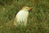 Cattle Egret at Benfleet Creek (Steve Arlow) (175411 bytes)