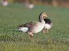Greylag Goose at Bowers Marsh (RSPB) (Vince Kinsler) (52992 bytes)