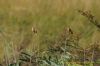 Whinchat at West Canvey Marsh (RSPB) (Richard Howard) (60428 bytes)