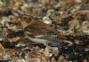 Snow Bunting at Southchurch Seafront (Don Petrie) (90868 bytes)
