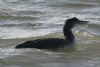 Great Northern Diver at Southend Pier (Don Petrie) (84561 bytes)