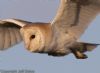 Barn Owl at Wallasea Island (RSPB) (Jeff Delve) (37830 bytes)