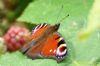 Peacock Butterfly at Vange Marsh (RSPB) (Richard Howard) (101969 bytes)
