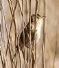 Reed Warbler at Bowers Marsh (RSPB) (Graham Oakes) (95868 bytes)