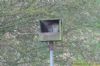 Barn Owl at Wat Tyler Country Park (Richard Howard) (139269 bytes)