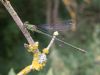 Willow Emerald Damselfly at Hadleigh Marshes (Paul Griggs) (45095 bytes)