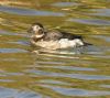 Long-tailed Duck at Two Tree Island (East) (Graham Oakes) (84306 bytes)