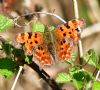 Comma at Canvey Wick (Graham Oakes) (125233 bytes)
