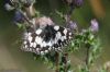 Marbled White at Canvey Way (Jeff Delve) (53278 bytes)