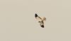 Hen Harrier at Wallasea Island (RSPB) (Steve Arlow) (12090 bytes)