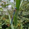 Southern Migrant Hawker at Bowers Marsh (RSPB) (Paul Griggs) (110998 bytes)