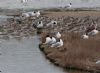 Mediterranean Gull at Two Tree Island (West) (Sally Brierley) (81035 bytes)