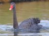 Black Swan at Gunners Park (Paul Griggs) (57884 bytes)