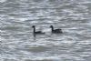 Black-necked Grebe at Gunners Park (John Wright) (79531 bytes)