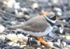 Ringed Plover at Gunners Park (Paul Griggs) (138449 bytes)
