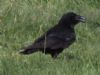 Raven at Fleet Head (Mike Clarke) (95623 bytes)