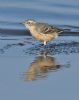 Water Pipit at West Canvey Marsh (RSPB) (Graham Oakes) (60757 bytes)