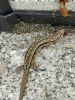 Common Lizard at South Fambridge (Paul Baker) (148386 bytes)