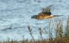 Hen Harrier at Wallasea Island (RSPB) (Jeff Delve) (49203 bytes)