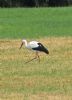 White Stork at Bowers Marsh (RSPB) (Graham Oakes) (89787 bytes)
