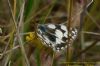 Marbled White at West Canvey Marsh (RSPB) (Richard Howard) (98378 bytes)