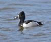Ring-necked Duck at Bowers Marsh (RSPB) (Graham Oakes) (46916 bytes)