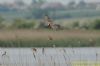 Red-footed Falcon at Vange Marsh (RSPB) (Richard Howard) (68957 bytes)