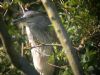 Night Heron at Two Tree Island (East) (Paul Griggs) (73301 bytes)