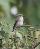 Spotted Flycatcher at Gunners Park (Jeff Delve) (56359 bytes)