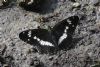 White Admiral at Belfairs N.R. (Matt Bruty) (123564 bytes) White Admiral at Belfairs N.R. (Matt Bruty) (123564 bytes)