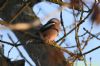 Hawfinch at Pound Wood (Richard Howard) (66204 bytes)