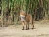 Red Fox at Bowers Marsh (RSPB) (Richard Howard) (110013 bytes)