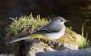 Grey Wagtail at Canewdon (Jeff Delve) (68731 bytes)