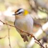 Firecrest at Priory Park (Paul Griggs) (90298 bytes)