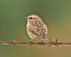 Whinchat at Bowers Marsh (RSPB) (Graham Oakes) (91894 bytes)