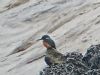 Kingfisher at West Canvey Marsh (RSPB) (Terry Blackwell) (55204 bytes)