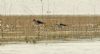 Black-winged Stilt at Bowers Marsh (RSPB) (Steve Arlow) (156932 bytes)