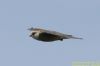 Red-footed Falcon at Vange Marsh (RSPB) (Richard Howard) (36897 bytes)