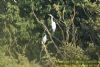Great White Egret at Wat Tyler Country Park (Richard Howard) (113756 bytes)