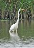 Great White Egret at Bowers Marsh (RSPB) (Graham Oakes) (94721 bytes)
