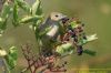Garden Warbler at Gunners Park (Richard Howard) (62778 bytes)
