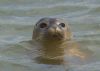 Common Seal at River Roach (Graham Mee) (48241 bytes)