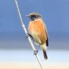 Stonechat at Gunners Park (Paul Griggs) (89424 bytes)