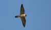 Peregrine Falcon at Paglesham Lagoon (Steve Arlow) (130701 bytes)
