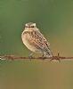 Whinchat at Bowers Marsh (RSPB) (Graham Oakes) (64422 bytes)