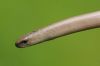 Slow-worm at Belfairs (Richard Howard) (24874 bytes)