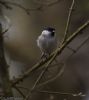 Marsh Tit at Private site with no public access (Jeff Delve) (50824 bytes)